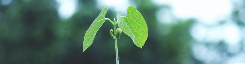 Sustainability - a plant growing