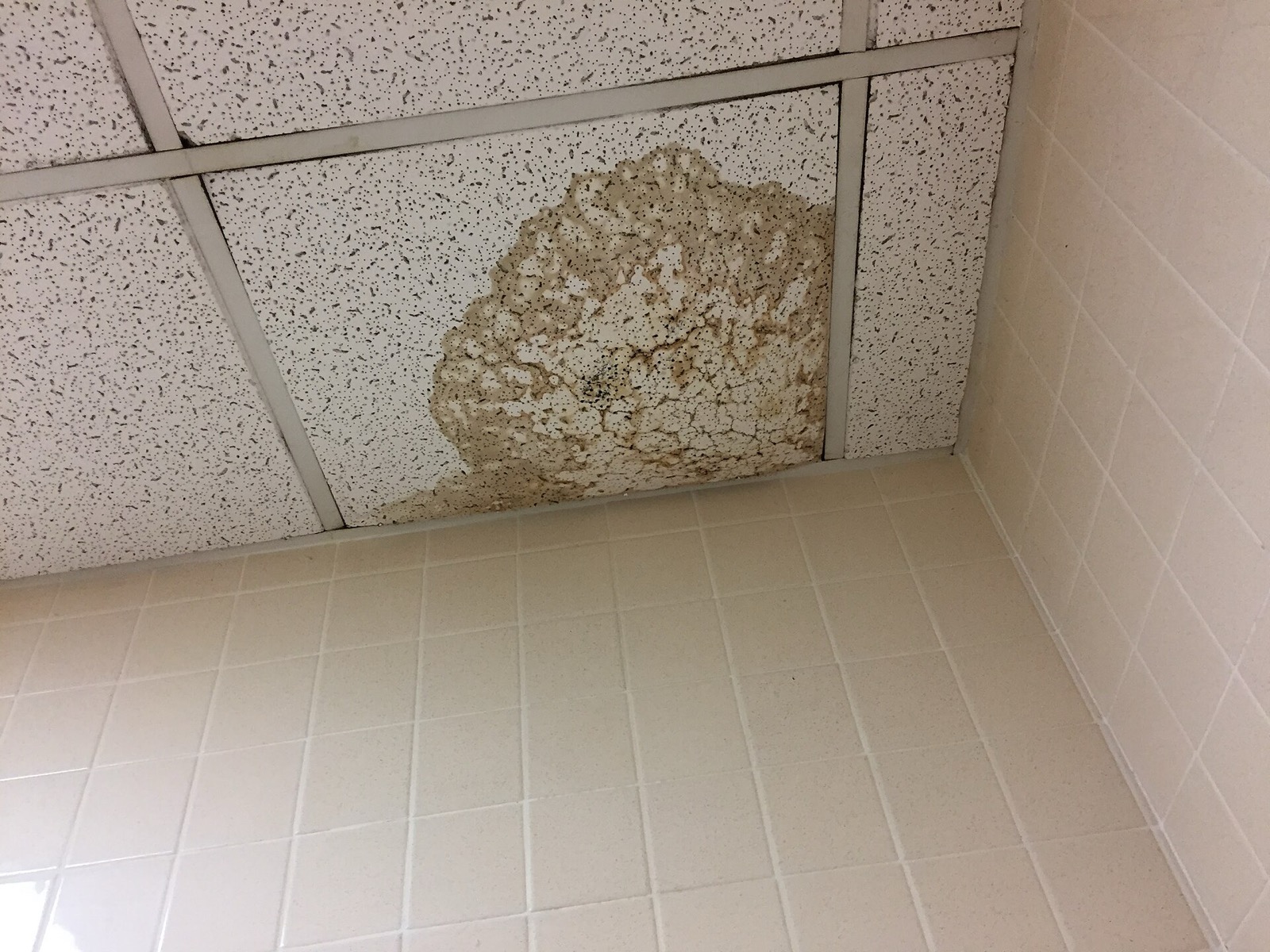 Suspended ceiling tile stained and broken by water from a leaking pipe